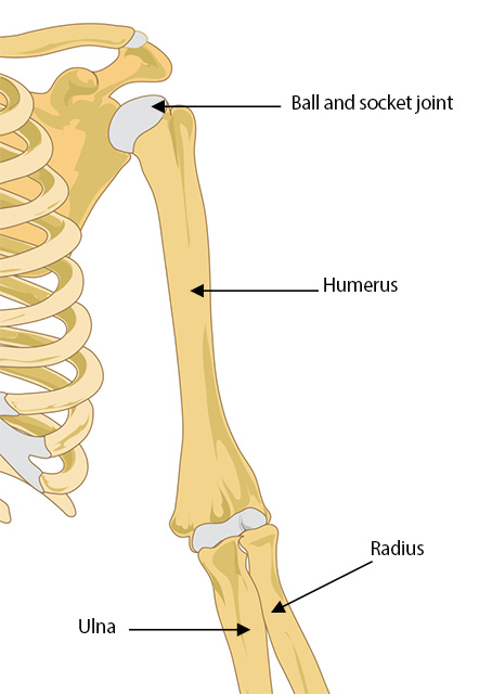 diagram of upper arm and shoulder showing the ball and socket joint,humerus, radius and ulna